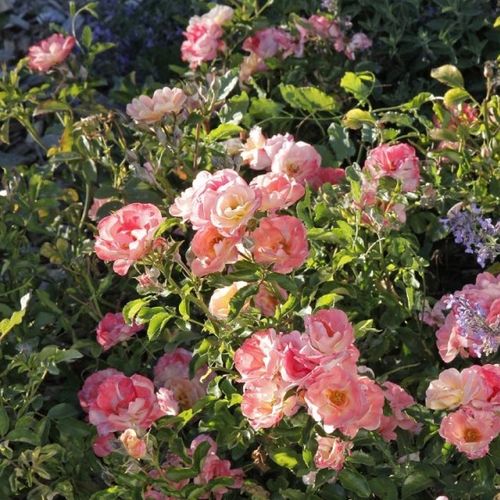 Broskvově-růžová - Stromkové růže, květy kvetou ve skupinkách - stromková růže s převislou korunou